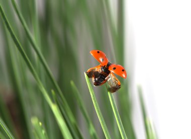 Ladybug in green grass clipart