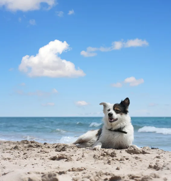 stock image Dog