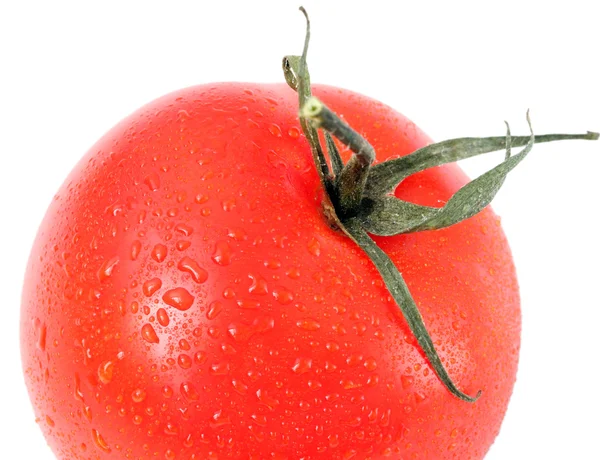Tomaat met waterdruppels — Stockfoto