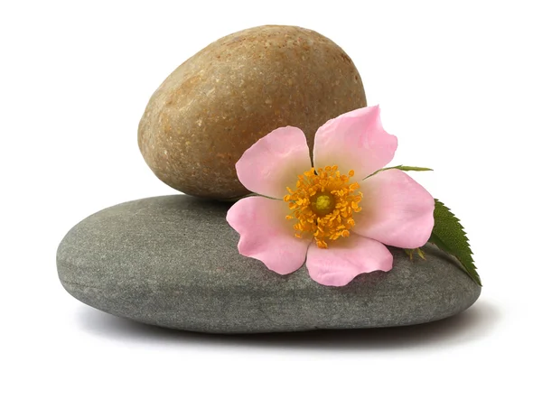 Камені і квітка — стокове фото