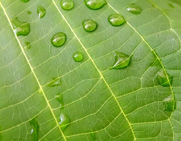 Su damlaları ile yeşil yaprak arkaplan — Stok fotoğraf