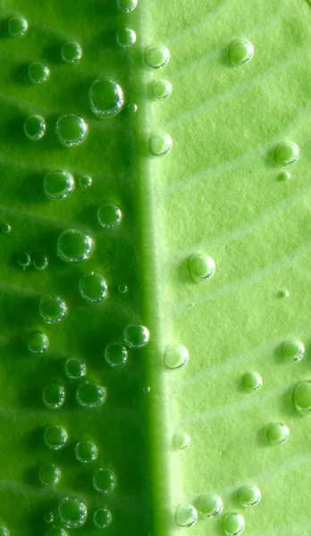 Πράσινο φύλλο και σταγόνες νερό — Φωτογραφία Αρχείου