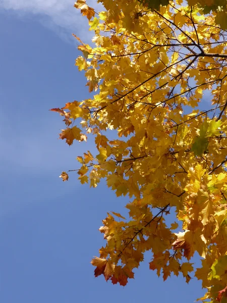 stock image Autumn maple foliage