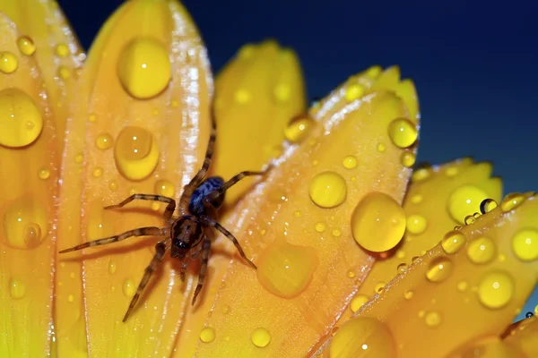 stock image Spider flower