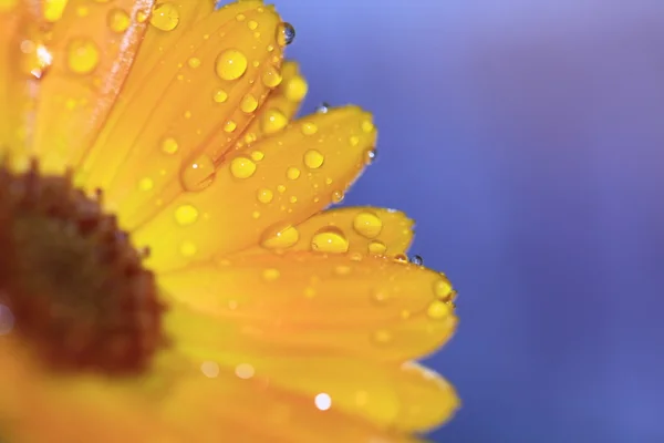 stock image Flower