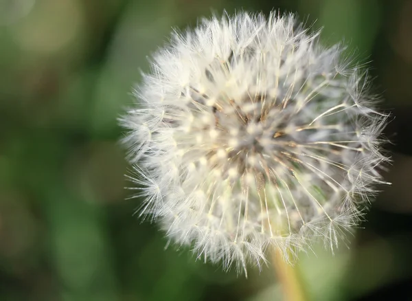 stock image Blowballs