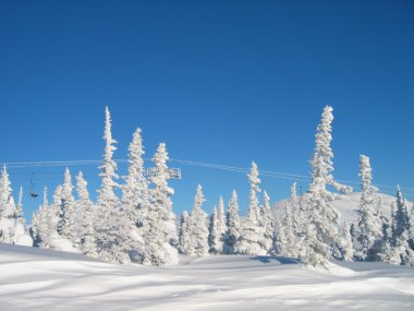 Spruce in snow valley clipart