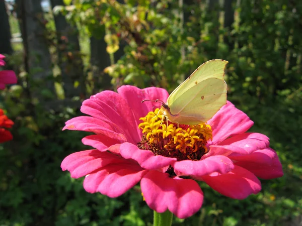 Sarı kelebek çiçek — Stok fotoğraf