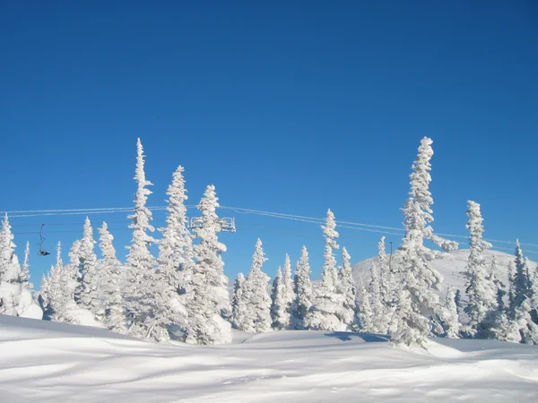 Abeto no vale da neve — Fotografia de Stock