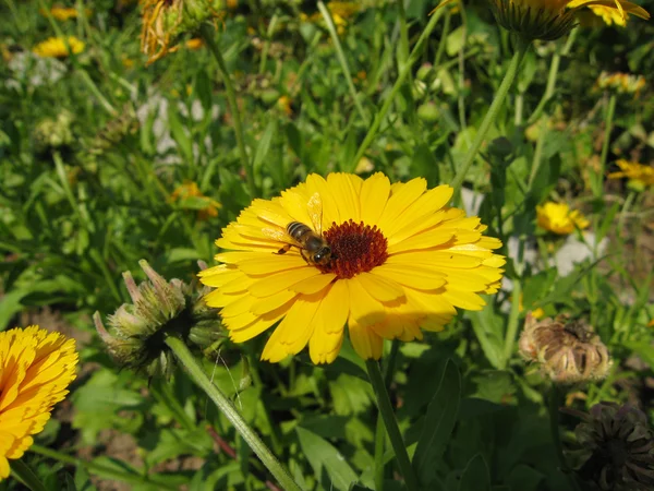 工作只蜜蜂在一朵黄色的花 — 图库照片