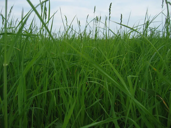 Igenvuxna grönt gräs — Stockfoto