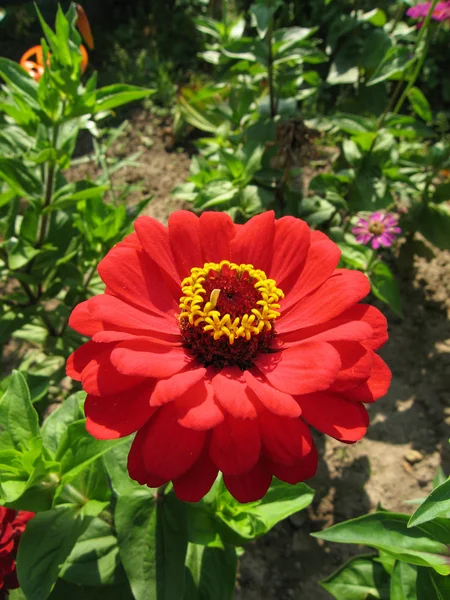 stock image Red flower