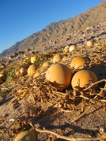 在沙漠中的黄色南瓜 — 图库照片