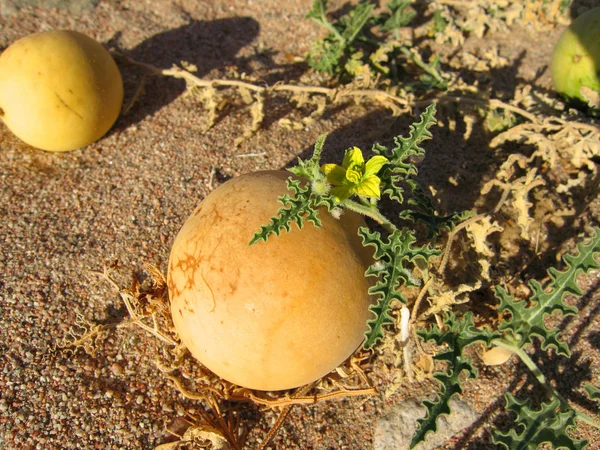 Sárga tökök sivatagban — Stock Fotó