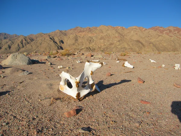 사막에서 흰 뼈 — 스톡 사진