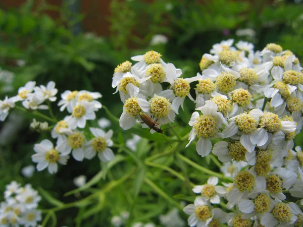 Weiße Blüten mit Käfer — Stockfoto