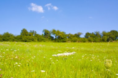 Idyllic meadow in summer clipart