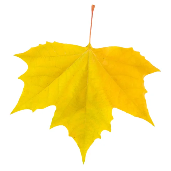 秋に美しい黄金葉 — ストック写真