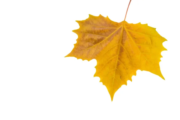 Belle foglie d'oro in autunno — Foto Stock