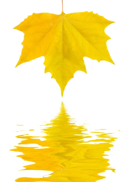 美丽金色树叶在秋天 — 图库照片