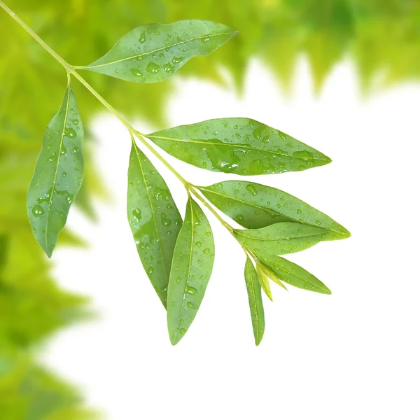 Красивые зеленые листья — стоковое фото