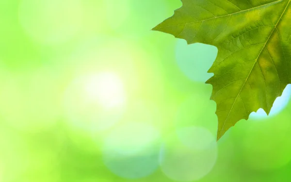 Красиві зелене листя — стокове фото