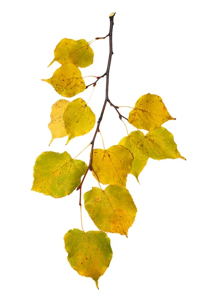 Hermosas hojas doradas en otoño —  Fotos de Stock