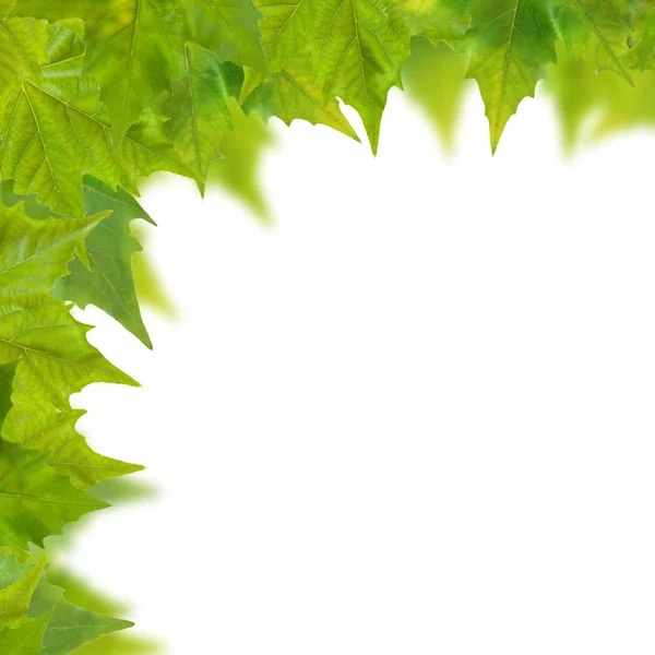 Hermosas hojas verdes — Foto de Stock