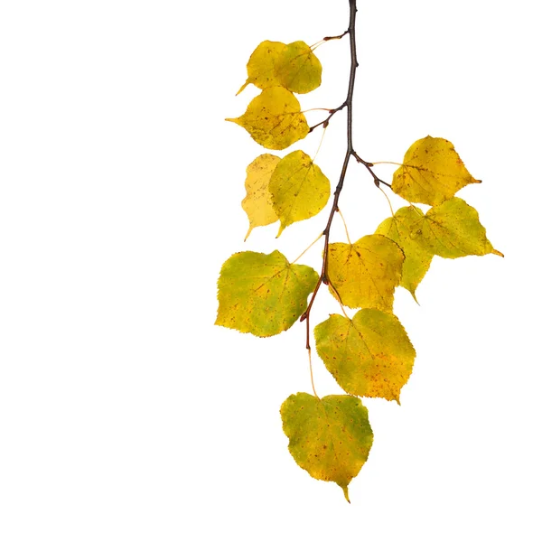 Mooie gouden bladeren in de herfst — Stockfoto