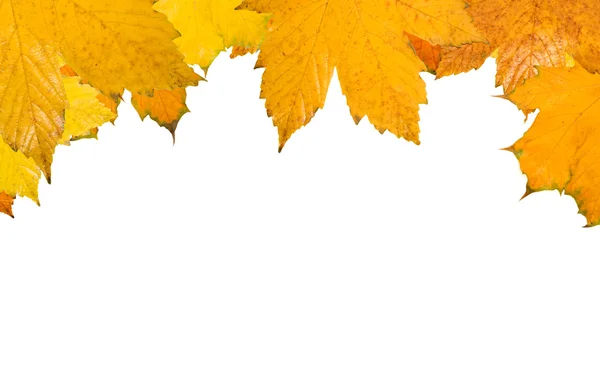 Hermosas hojas doradas en otoño — Foto de Stock