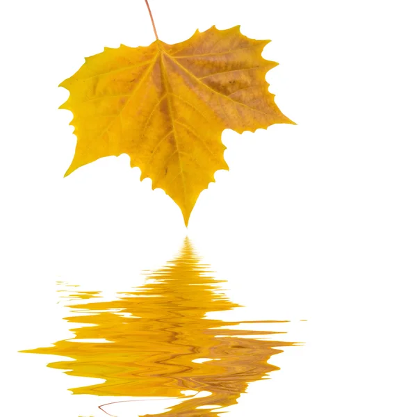 Красивые золотые листья осенью — стоковое фото