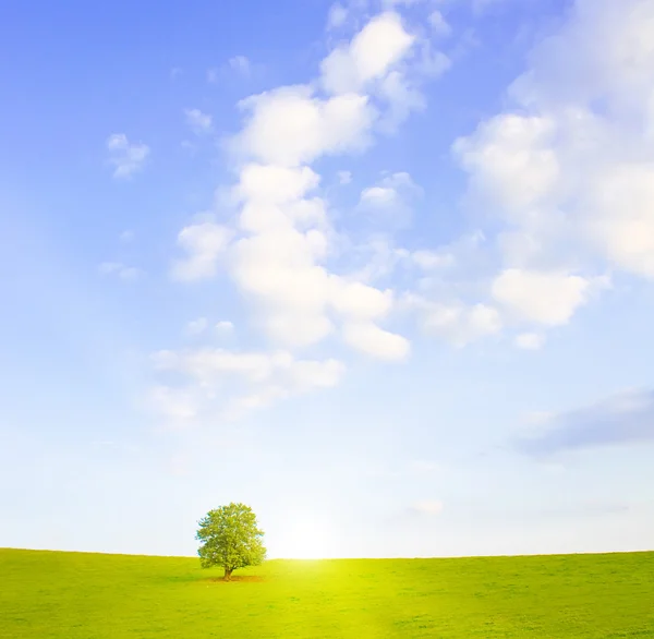Idyllic meadow with tree — Stock Photo, Image