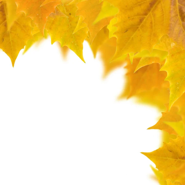 Belle foglie d'oro in autunno — Foto Stock