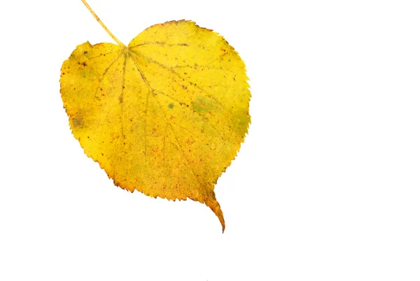Vackra gyllene blad på hösten — Stockfoto