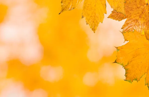 Όμορφα φύλλα το φθινόπωρο — Φωτογραφία Αρχείου