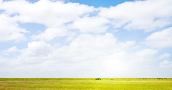 陽射しの強い牧歌的な芝生 — ストック写真