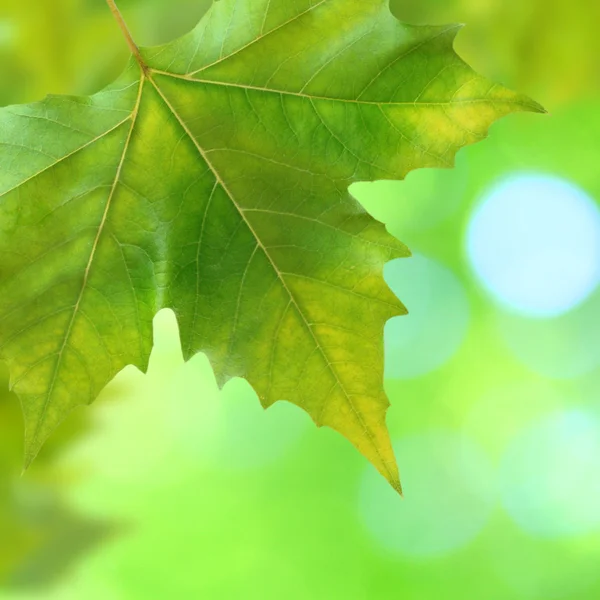 Όμορφα πράσινα φύλλα — Φωτογραφία Αρχείου