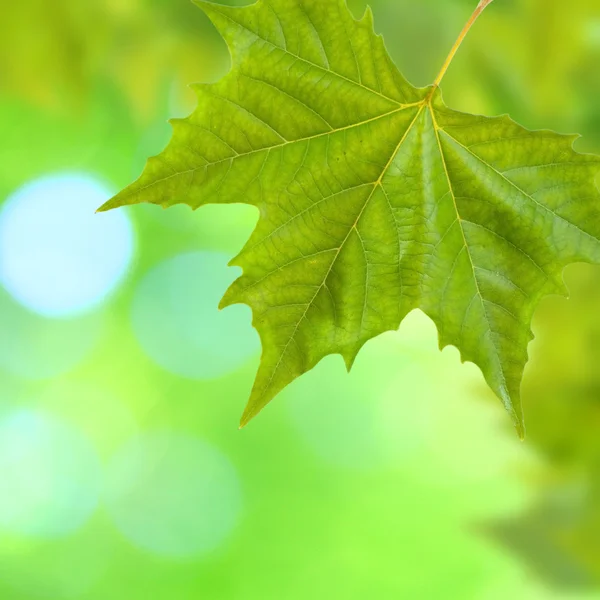 Όμορφα πράσινα φύλλα — Φωτογραφία Αρχείου