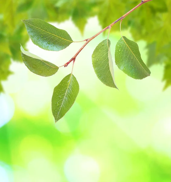 Schöne grüne Blätter — Stockfoto
