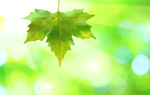 Красиві зелене листя — стокове фото