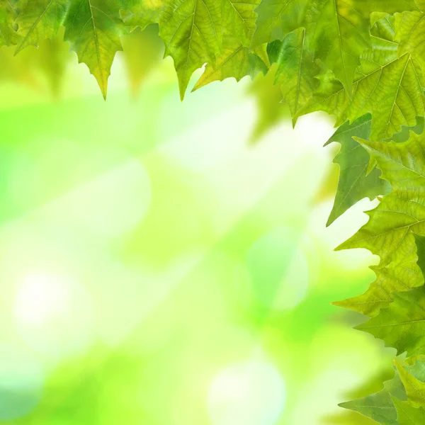 Güzel yeşil yapraklar — Stok fotoğraf