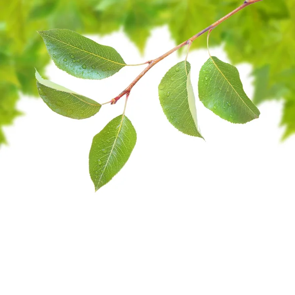 Beautiful green leaves — Stock Photo, Image