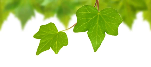 Gyönyörű zöld levelek — Stock Fotó