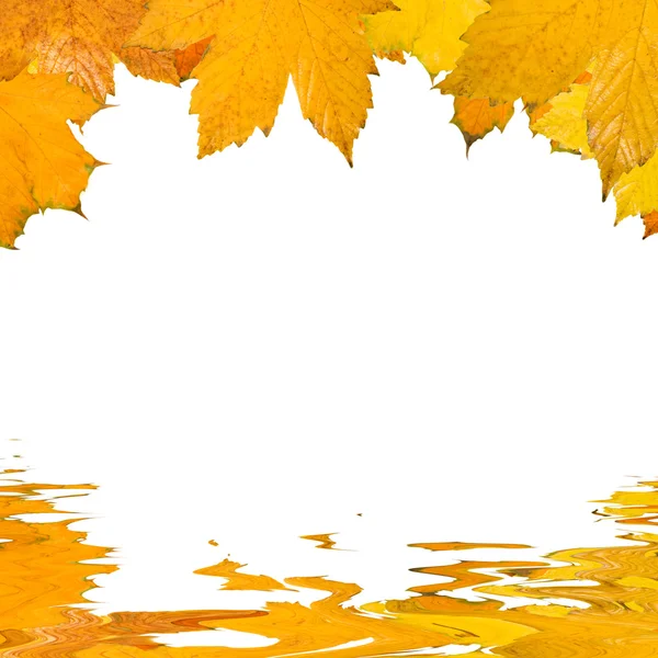 美丽金色树叶在秋天 — 图库照片