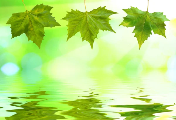 Belle foglie verdi — Foto Stock