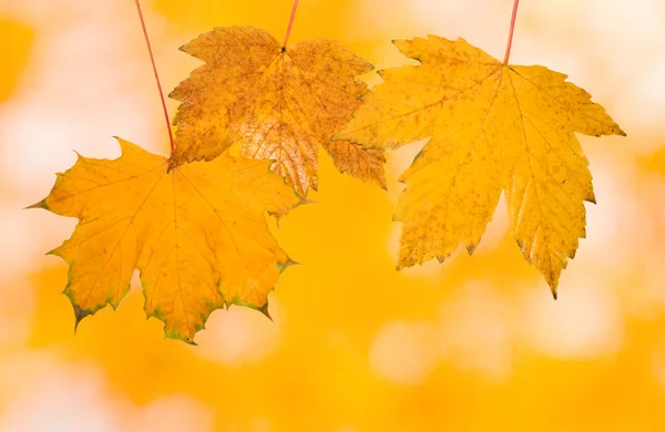 Belle foglie in autunno — Foto Stock