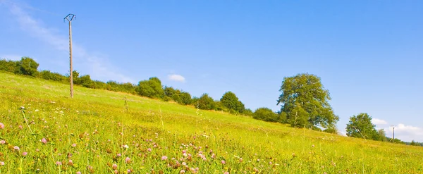 Idylliczna łąka w lecie — Zdjęcie stockowe