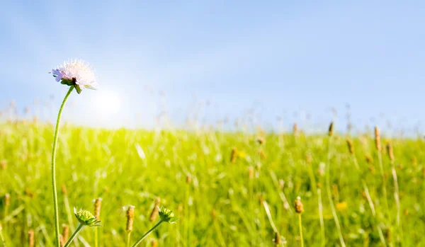 Идиллическая лужайка с солнечным светом — стоковое фото