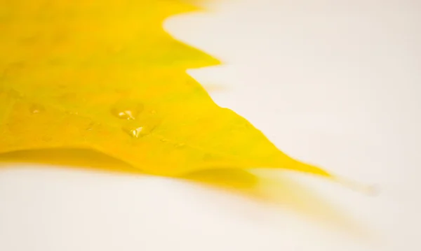 Krásné zlaté listí na podzim — Stock fotografie