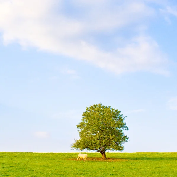 Идиллический луг с деревом — стоковое фото